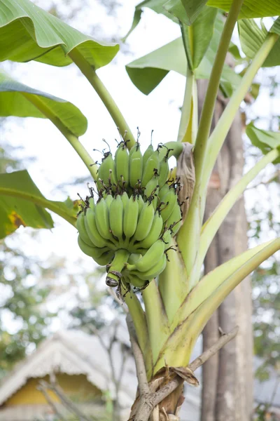 Groene bananen op een bananenboom — Stockfoto