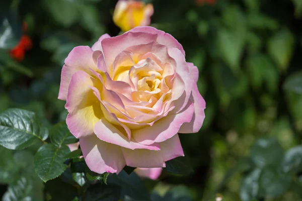 Mooie roos in de tuin op zomerdag. Stockfoto