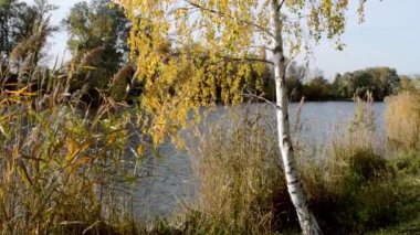Sonbahar gölünün kıyısında bir ağaç ve huş ağacı.