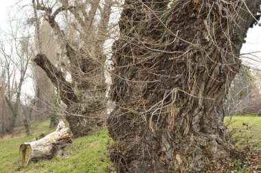  Parktaki çok yaşlı ağaçlar. İyi akşamlar. soğuk