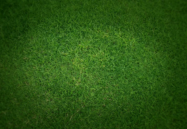 Tle miłe trawa zielony — Zdjęcie stockowe