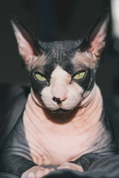 Chat Pur Sphynx Canadien Trouve Sur Lit — Photo