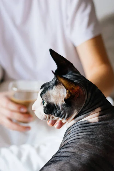 Canadense Sphynx Gato Encontra Cama Com Seu Proprietário — Fotografia de Stock