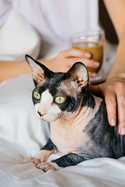 Canadense Sphynx Gato Encontra Cama Com Seu Proprietário — Fotografia de Stock