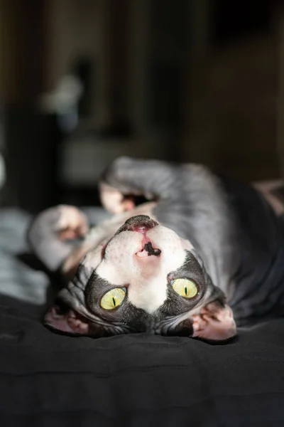 Gato Puro Canadense Sphynx Encontra Cama — Fotografia de Stock