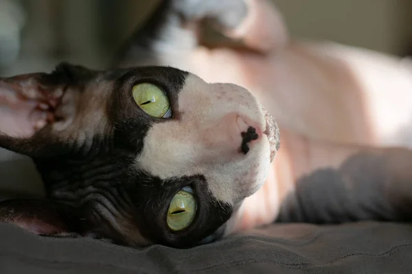 Gris Pura Raza Gato Canadiense Esfinge Encuentra Cama — Foto de Stock