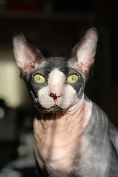 Grey Purebred Cat Canadian Sphynx Green Eyes — Stock Photo, Image