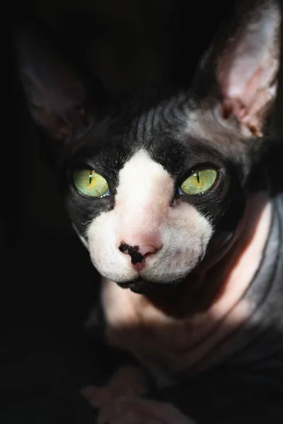 Graue Reinrassige Katze Kanadischer Sphynx Mit Grünen Augen — Stockfoto