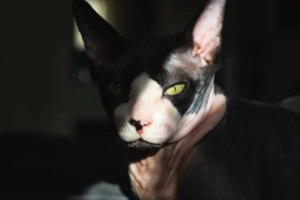 Purebred Kat Canadese Sphynx Ligt Het Bed — Stockfoto