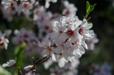 Bir daldaki badem ağacı beyaz çiçekleri, diğer badem çiçeklerinden arkaplan