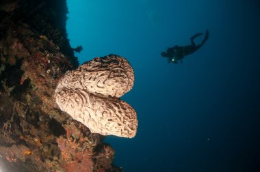 Dev sünger (Petrosia lignosa) Gorontalo, Endonezya için yerel. Onun 3 metre yükseklikte yetişir. Onun adı Salvador Dali.