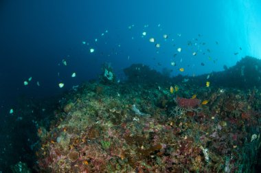 Gorontalo, Endonezya mercan kayalıkları üzerinde resif balıklar yüzüyor