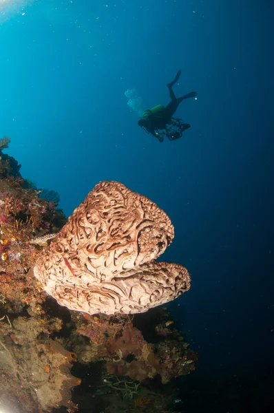 La spugna gigante (Petrosia lignosa) è originaria di Gorontalo, Indonesia. Il suo cresce fino a 3 metri di altezza. Il suo chiamato Salvador Dalì . — Foto Stock