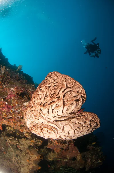 The Giant sponge (Petrosia lignosa) is native to Gorontalo, Indonesia. Its grows up to 3 meters height. Its called Salvador Dali. — Stock Photo, Image