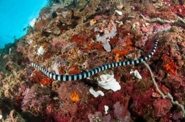 Su deniz yılanı çeşitli mercan resifleri Gorontalo, Endonezya sualtı fotoğraf yukarıda kaynıyor