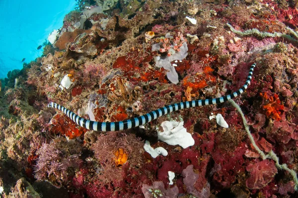 Aquatic sea snake is crawling above the various coral reefs in Gorontalo, Indonesia underwater photo — Stock Photo, Image