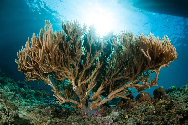 Gebogene Seerrute in gorontalo, Indonesien. — Stockfoto