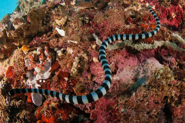 Aquatic sea snake is crawling above the various coral reefs in Gorontalo, Indonesia underwater photo — Stock Photo, Image