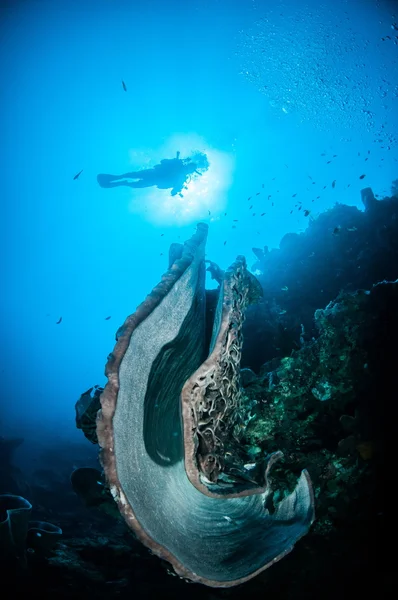 Gigantyczne gąbki (Petrosia lignosa) jest macierzystym do Gorontalo, Indonezja. — Zdjęcie stockowe