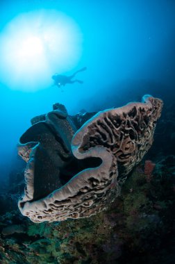 Dev sünger (Petrosia lignosa) Gorontalo, Endonezya için yerel.