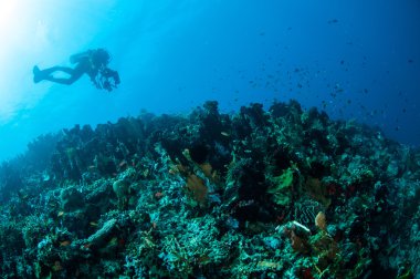 Çeşitli sert mercan resifleri Gorontalo, Endonezya sualtı fotoğraf.