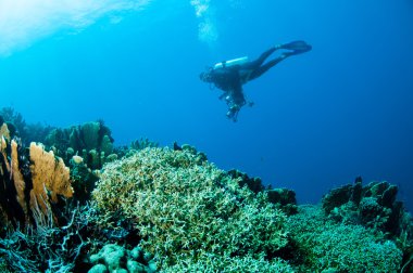 Çeşitli sert mercan resifleri Gorontalo, Endonezya sualtı fotoğraf.