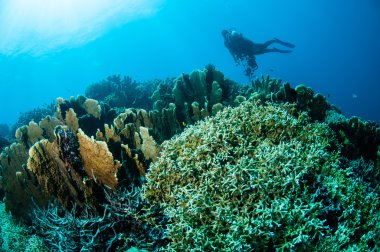 Çeşitli sert mercan resifleri Gorontalo, Endonezya sualtı fotoğraf.