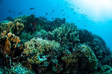 Çeşitli sert mercan resifleri Gorontalo, Endonezya sualtı fotoğraf.