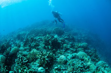 Çeşitli sert mercan resifleri Gorontalo, Endonezya sualtı fotoğraf