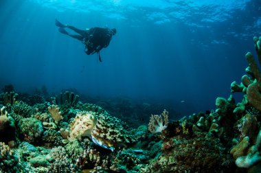 Broadclub mürekkep balığı Gorontalo, Endonezya sualtı fotoğraf sepya latimanus