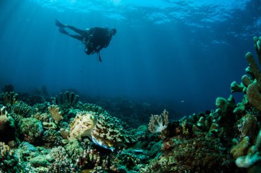 Broadclub cuttlefish Sepia latimanus in Gorontalo, Indonesia underwater photo clipart