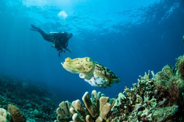 Broadclub mürekkep balığı Gorontalo, Endonezya sualtı fotoğraf sepya latimanus