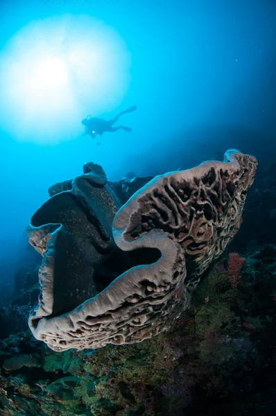 Gigantyczne gąbki (Petrosia lignosa) jest macierzystym do Gorontalo, Indonezja. — Zdjęcie stockowe