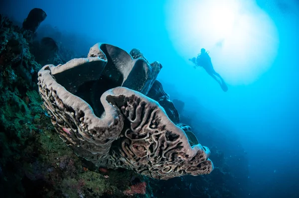 Gigantyczne gąbki (Petrosia lignosa) jest macierzystym do Gorontalo, Indonezja. — Zdjęcie stockowe