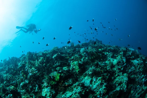 Divers récifs coralliens durs à Gorontalo, Indonésie photo sous-marine . — Photo