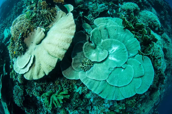 Tvrdé desky korálové Acropora podvodní fotografii Gorontalo, Indonésie — Stock fotografie