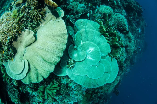 Piastra rigida corallo Acropora Gorontalo, Indonesia foto subacquea — Foto Stock