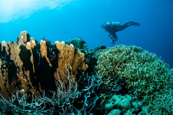 Olika hårt korallrev i Gorontalo, Indonesien undervattensfoto. — Stockfoto