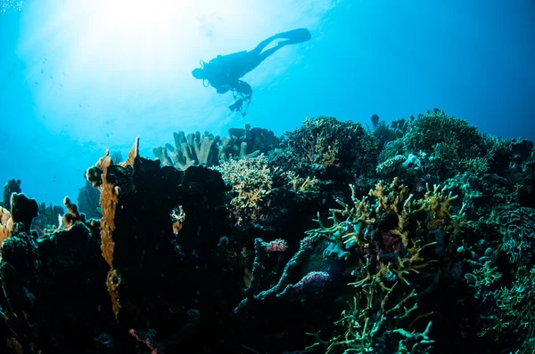 Various hard coral reefs in Gorontalo, Indonesia underwater photo. — Stock Photo, Image