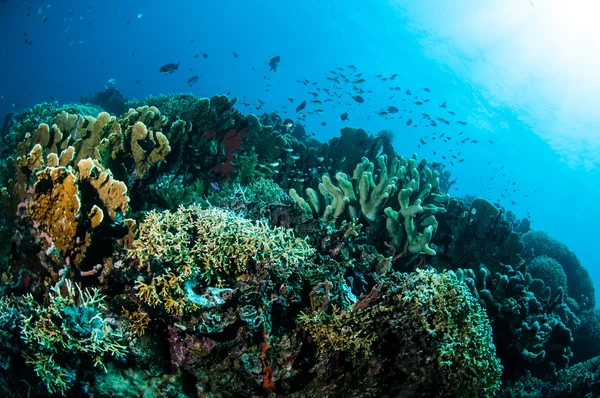 Olika hårt korallrev i Gorontalo, Indonesien undervattensfoto. — Stockfoto
