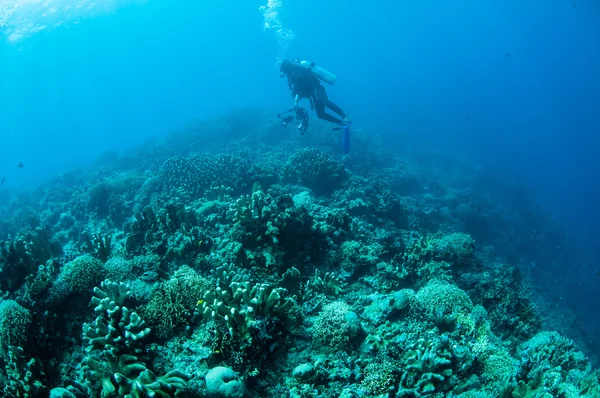 Diverse barriere coralline dure a Gorontalo, Indonesia foto subacquee — Foto Stock