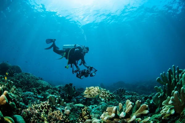 Sepia latimanus en Gorontalo, Indonesia foto submarina — Foto de Stock