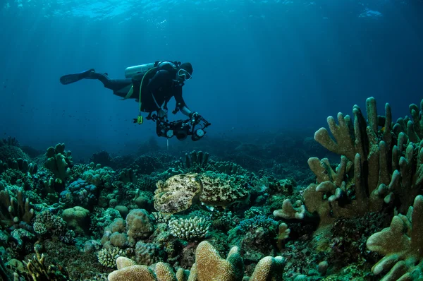 Broadclub sépie Sepia latimanus podvodní fotografii Gorontalo, Indonésie — Stock fotografie