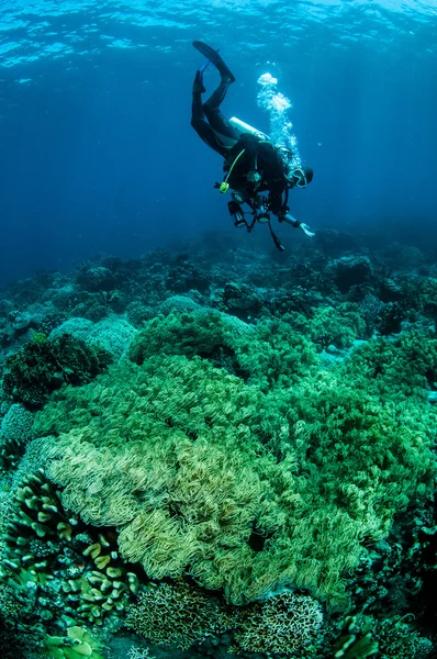 Купу анемони Кучерява Heteractis в Gorontalo, Індонезія підводні фото — стокове фото