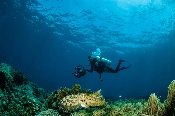 Широкополосая каракатица Sepia latimanus в Горонтало, Индонезия подводное фото — стоковое фото