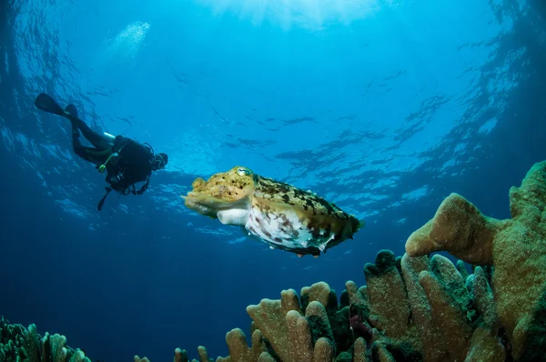 Broadclub каракатиці сепія latimanus в Gorontalo, Індонезія підводні фото — стокове фото