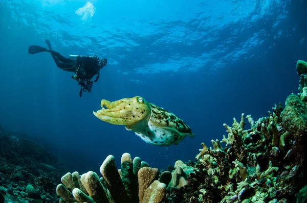 Broadclub Inktvissen Sepia latimanus in Gorontalo, Indonesia onderwater foto — Stockfoto