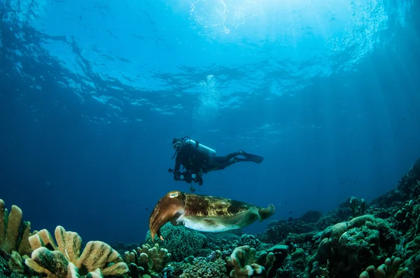 Broadclub mątwy Sepia latimanus w zdjęcie podwodne Gorontalo, Indonezja — Zdjęcie stockowe