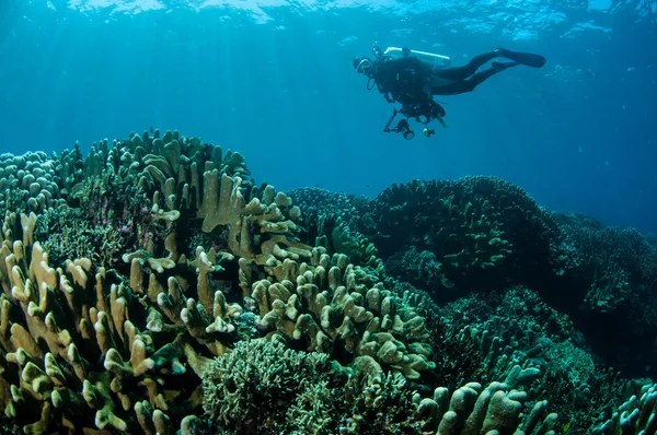Varios arrecifes de coral duro en Gorontalo, Indonesia foto submarina —  Fotos de Stock