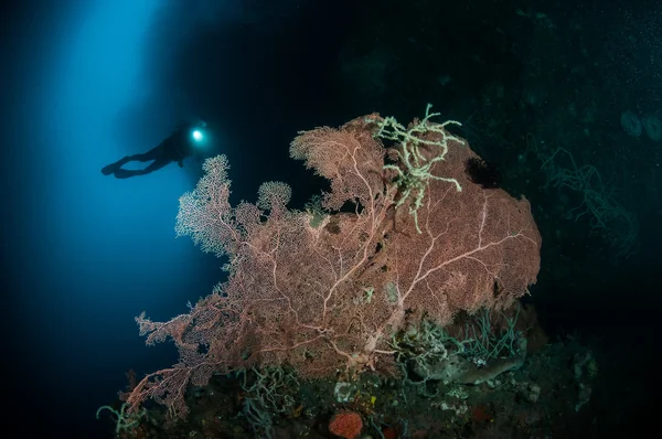 Sea fan Muricella sp. and rope sponge Aplysina cauliformis in Gorontalo, Indonesia underwater photo — Stock Photo, Image